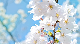 white flowering tree HD wallpaper