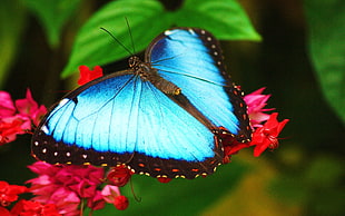 close up photo of Morpho butterfly on red petaled flowers