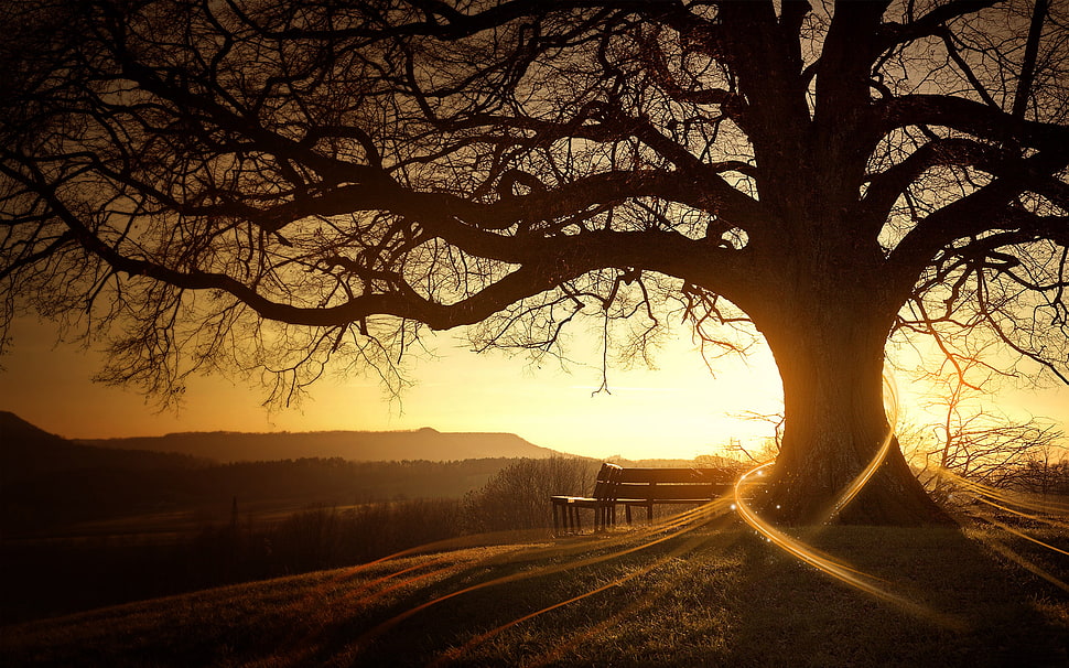 silhouette of bare tree under sunset HD wallpaper