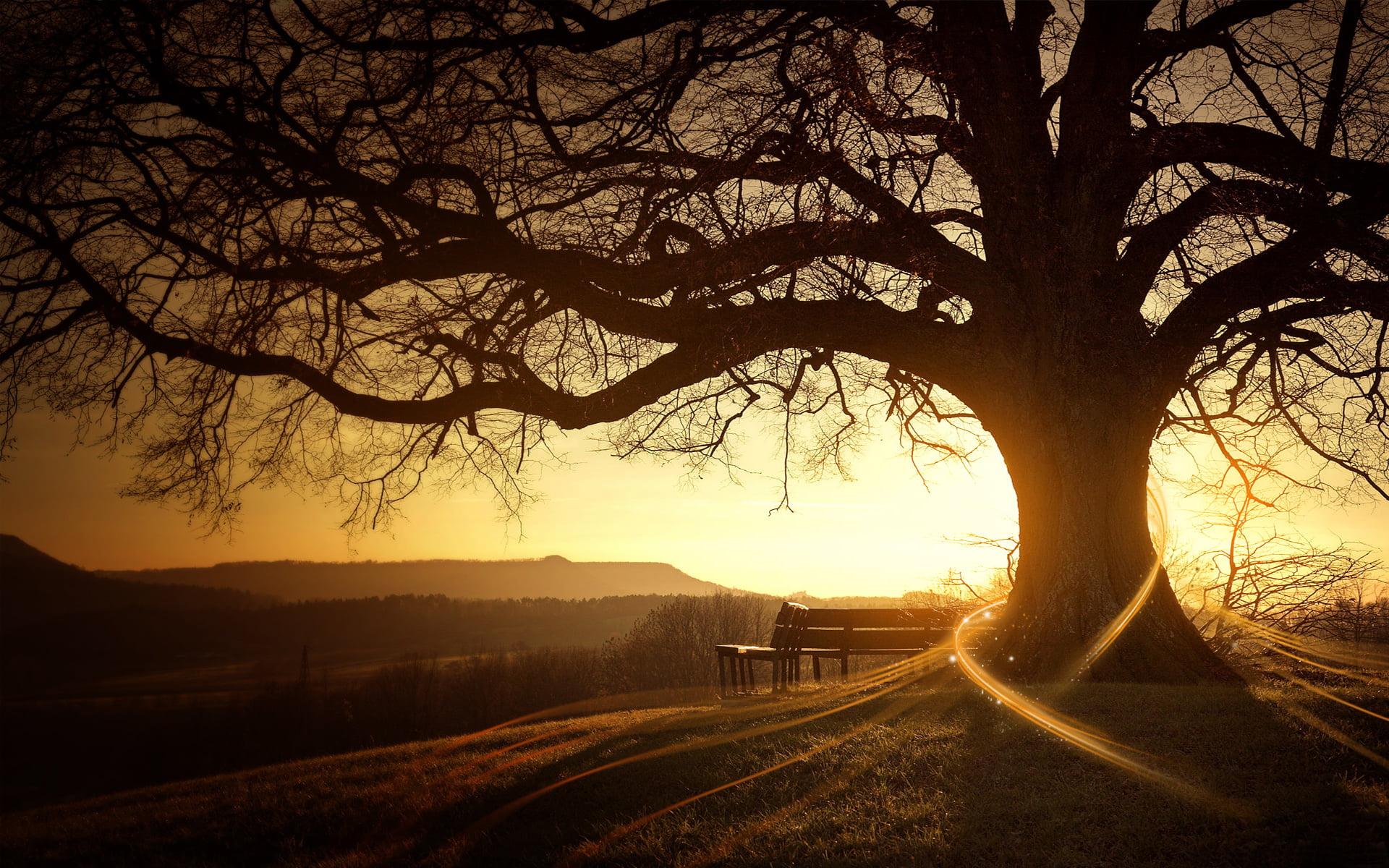 silhouette of bare tree under sunset