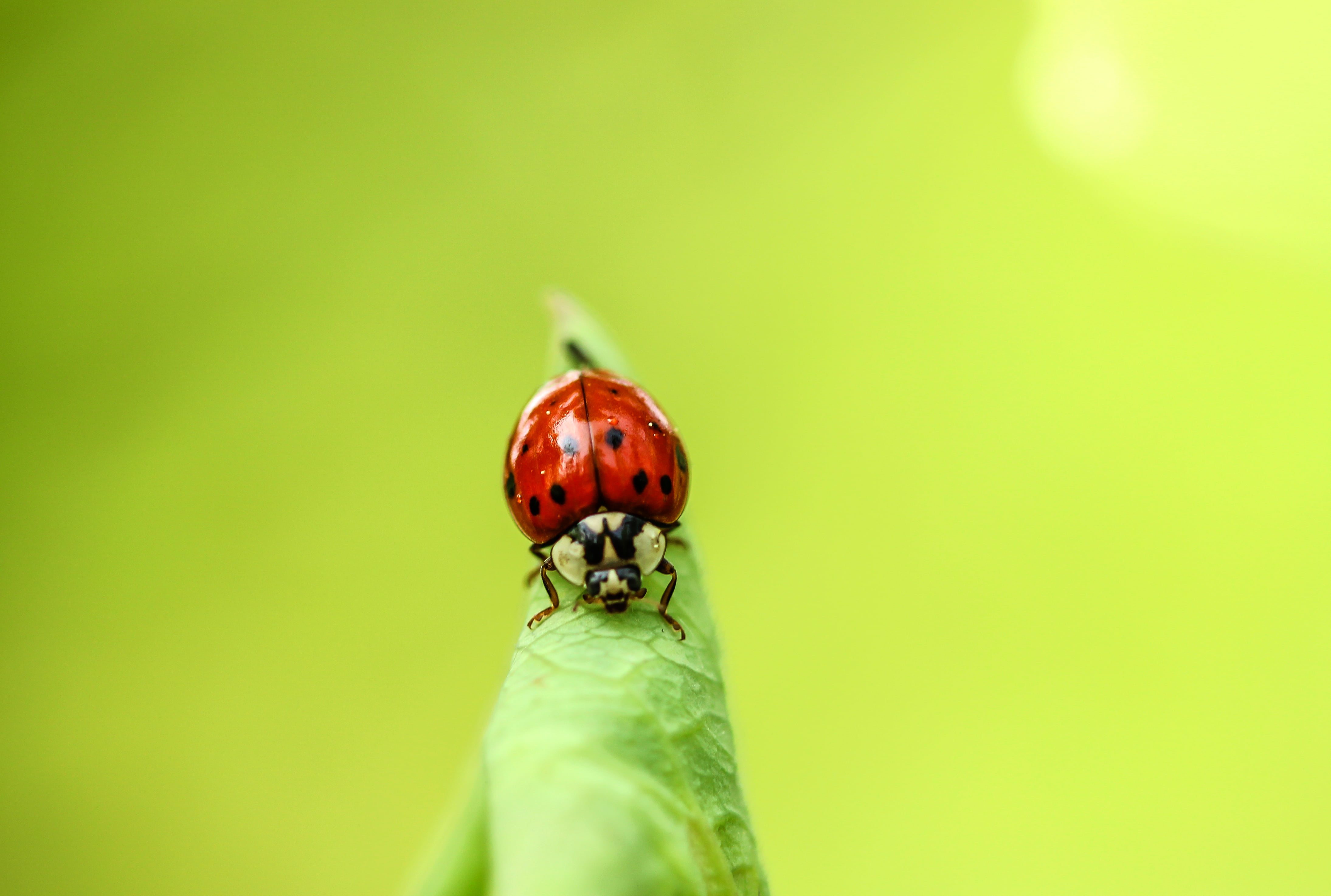 closeup photo of red ladybug