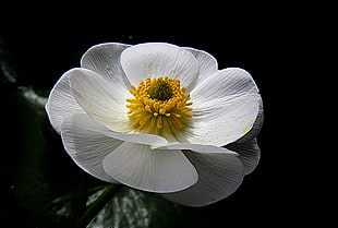 macro photography of yellow and white fower, ranunculus, mount cook