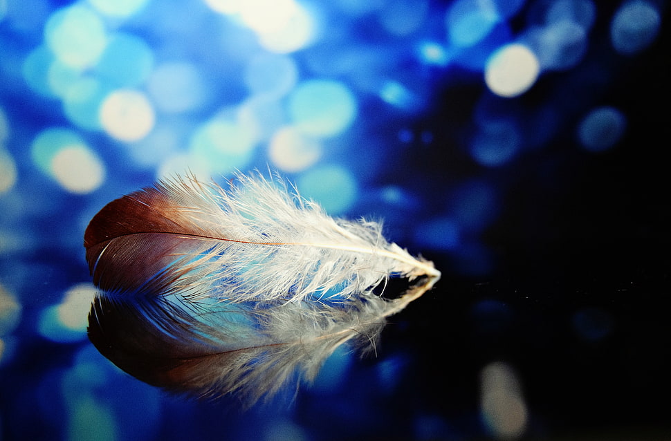 white and brown feather HD wallpaper