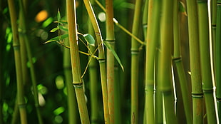 green bamboo, nature, bamboo, depth of field, closeup HD wallpaper