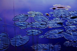 green water lilies on water HD wallpaper