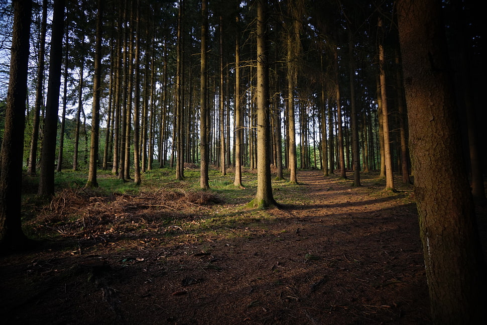 green forest, forest HD wallpaper
