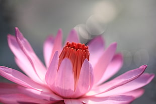 pink and red flower, water lily, nymphaea