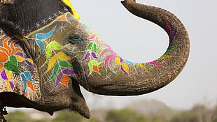 brown elephant, animals, elephant, body paint, Holi