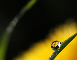 selective focus photography of a dewdrop reflecting a yellow flower, dandelion