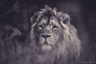 grayscale photography of lion HD wallpaper