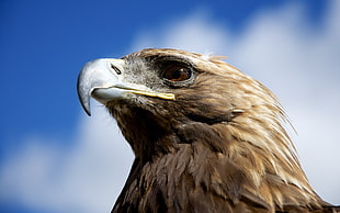 brown falcon, nature, animals, birds, eagle