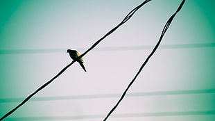 silhouette photograph of bird perch on cable HD wallpaper