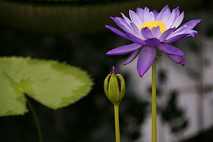 purple-and-yellow flower, water lily