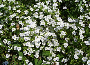white petaled flower in bloom HD wallpaper