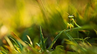 macro photography of green praying mantis