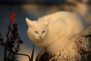 white cat on the gray rock HD wallpaper