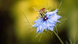 macro photography of bee on purple flower