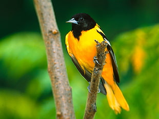 yellow and black bird perching on brand