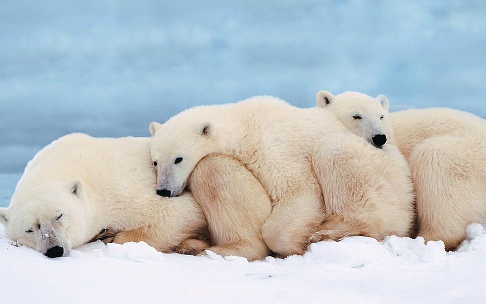 polar-bears-family-cub-sleep-wallpaper-preview.jpg