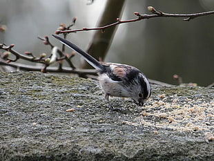 bird eating grains near branches, long-tailed tit