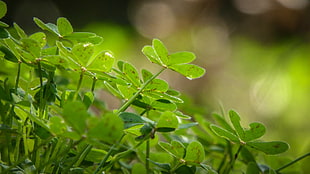 selective focus photo of green leaf plant