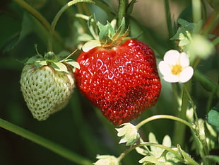 selective focus photography of ripe strawberry