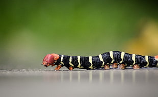 photography of black caterpillar