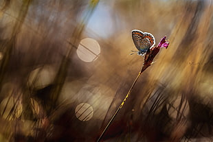 Butterfly,  Grass,  Reflections,  Background HD wallpaper
