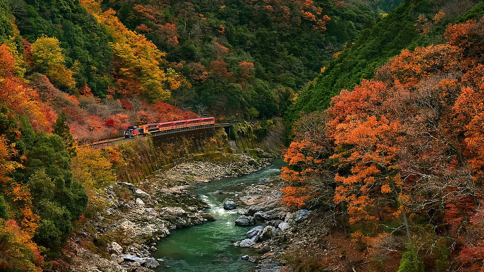 river surrounded by trees at daytime HD wallpaper