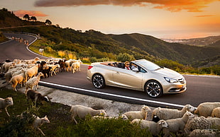 man riding on grey convertible with herd of sheep long exposure photography