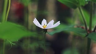 selective focus of white petaled flower