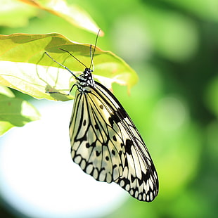 white and black Butterfly, idea leuconoe