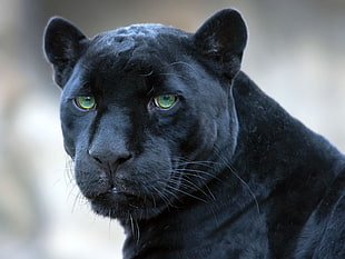 selective focus photography of Black Panther