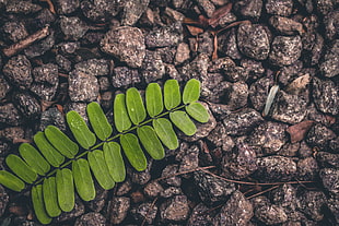 green leaf plant, Leaf, Stone, Surface HD wallpaper