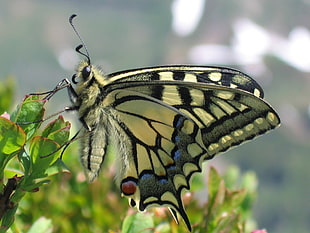 yellow butterfly resting on leaf shallow focus photography