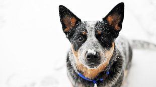 short-coated black dog, animals, dog, snow, Blue Heeler