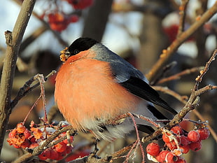 Bullfinch,  Bird,  Mountain ash,  Berries HD wallpaper