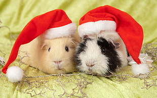 two guinea pigs with santa hats