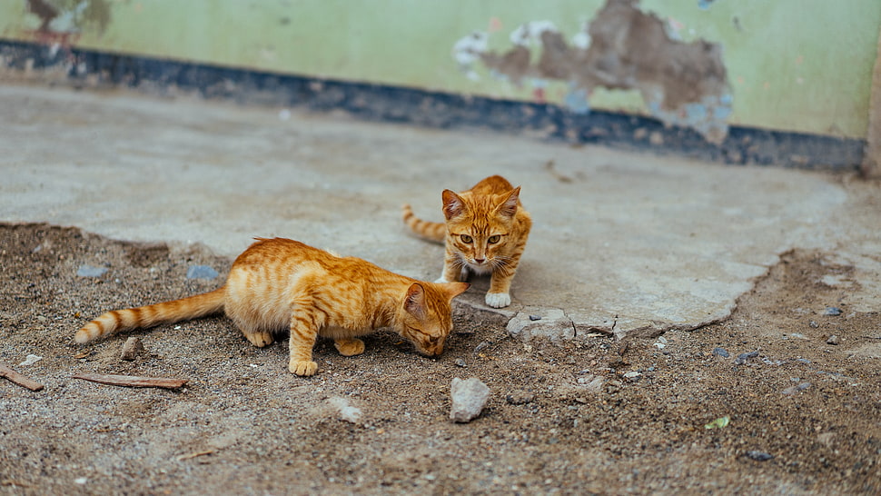 two orange tabby cats HD wallpaper