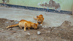 two orange tabby cats
