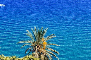 palm tree, Palm tree, Sea, Summer HD wallpaper