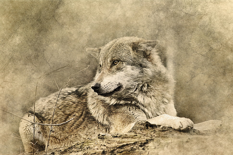 grey wolf painting, Wolf, Art, Predator HD wallpaper