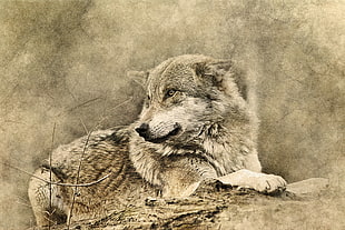 grey wolf painting, Wolf, Art, Predator