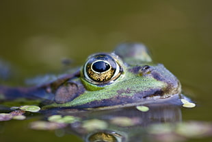 close up photo of frog eye HD wallpaper
