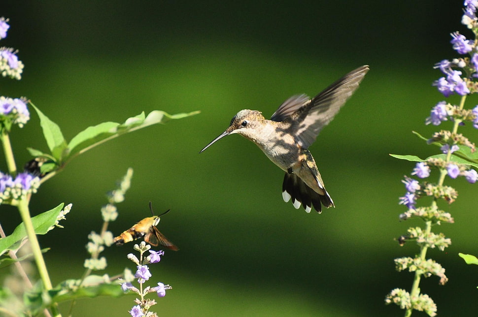 selective photo of humming bird near insect, hummingbird, hummingbird, moth HD wallpaper