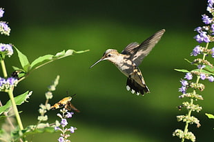 selective photo of humming bird near insect, hummingbird, hummingbird, moth