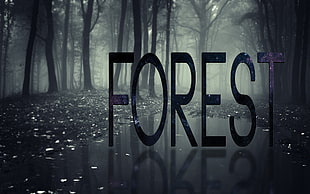 Forest text wallpaper, forest, mist, typography, nature
