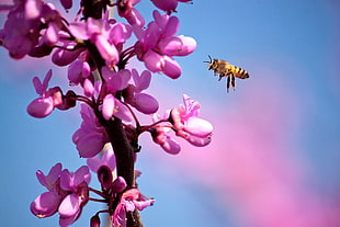 bee with purple petaled flower