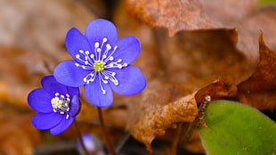 selective focus photography of two purple petaled flowers