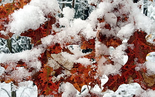 maple leaf with snow, winter, leaves, trees, snow HD wallpaper